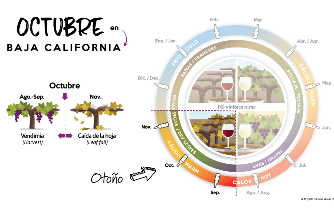 5 Razones para viajar a la Ruta del vino de Baja California en octubre