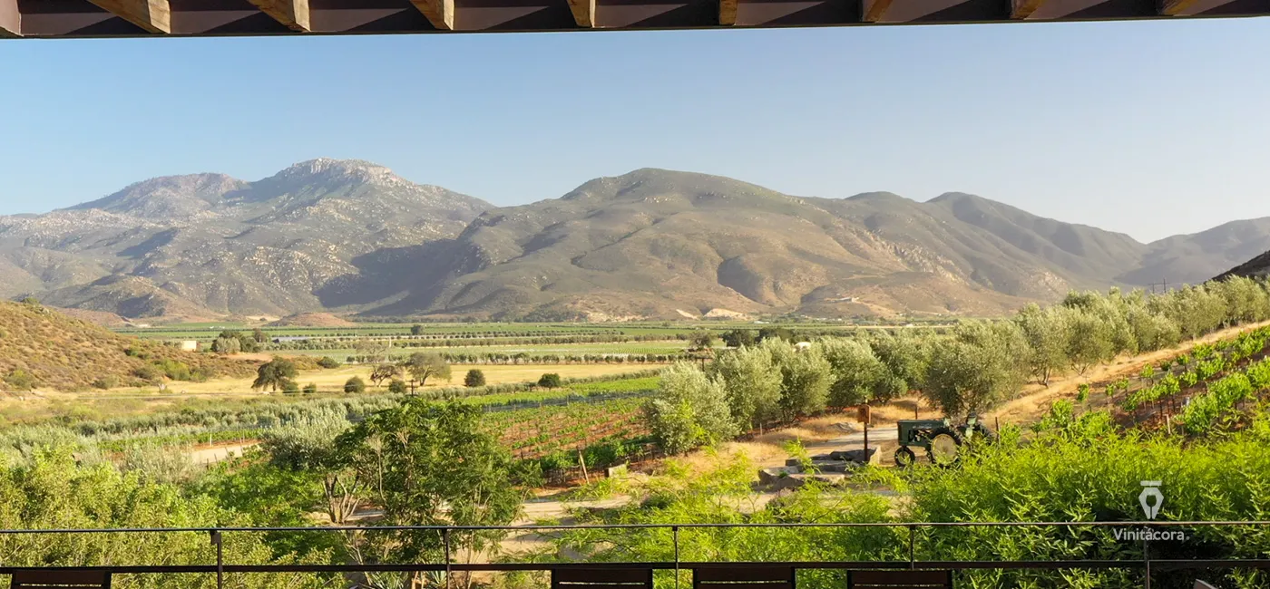 viñedos valle de guadalupe