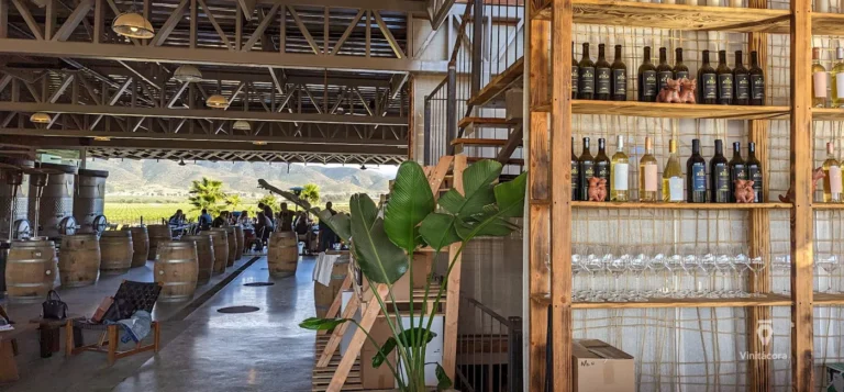 xolovinicola-valledeguadalupe-bajacalifornia-70